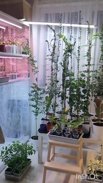 ОСЕНЬ БЛИЗКО....ЦВЕТОЧКИ ВОЗВРАЩАЮТСЯ С БАЛКОНА #garden #эвкалипт_сильвердоллар смотреть онлайн