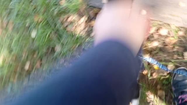 Выгуливают Василису смотреть онлайн