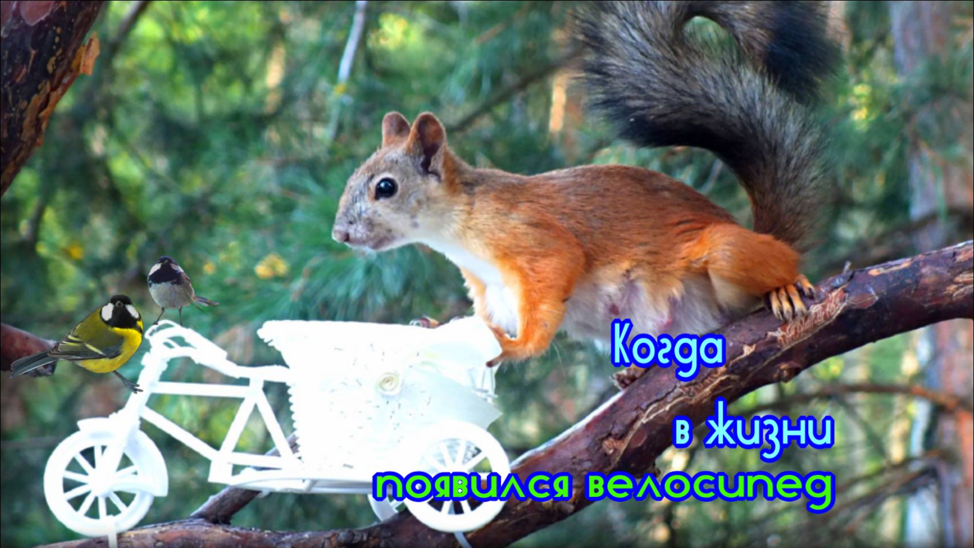 На кормушке-велосипеде кормятся лесные жители