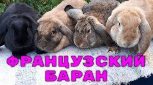 Кролики породы Французский Баран.