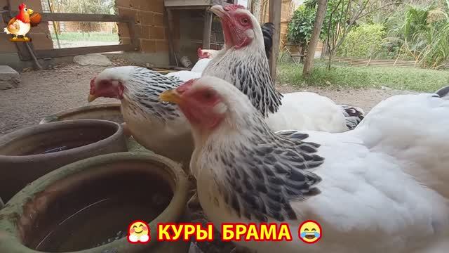 Курочка