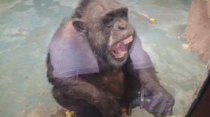 Реакция обезьян на фокус