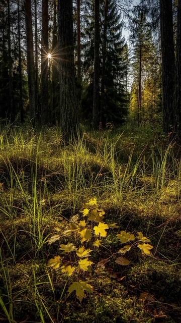 Последние летние деньки, асмр звуки природы и пение птиц в лесу. Антистресс.
