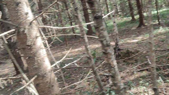 Лесная прогулка! И проверка вчерашнего ремонта! смотреть онлайн