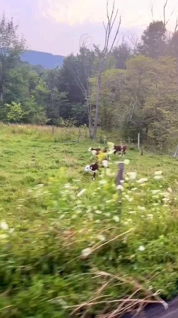 коровы которые могут поднять вам настроение