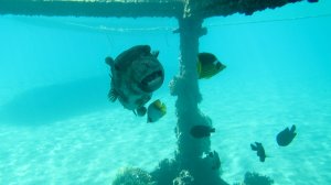 Звездчатый аротрон. Зубастый милаха.Красное море. Марса-Алам. Бухта Марса-Дабр. Август 2025.