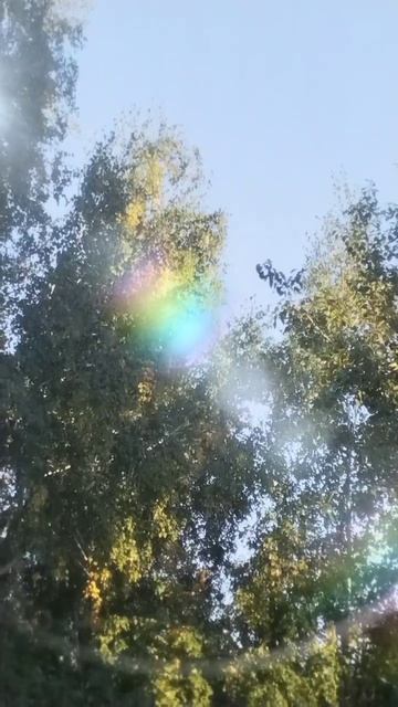 Березовая 🌳собака🐕