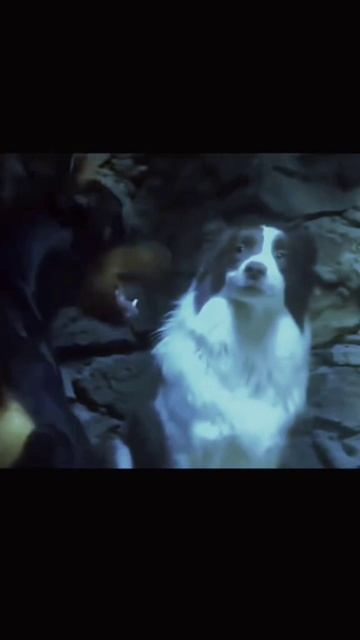 собака знающая себе цену