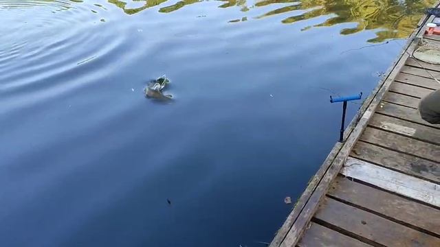 Рыбалка в Красногорске Биг Карп.