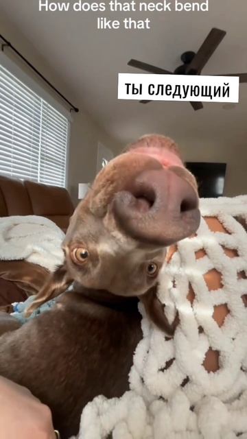 Она с удовольствием подставляет бочок или спинку, чтобы получить заслуженную порцию нежности.