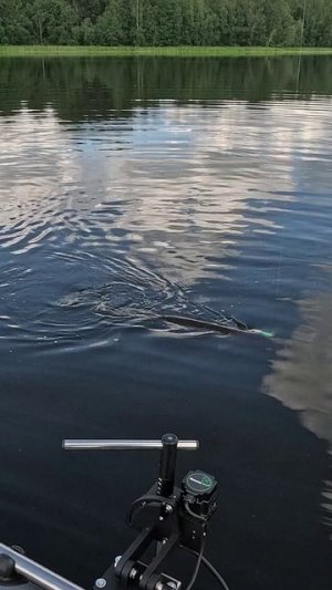 Щука 10 кг. Новый рекорд