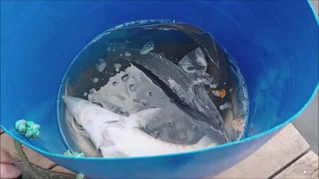 Клёвое место Лосиный остров