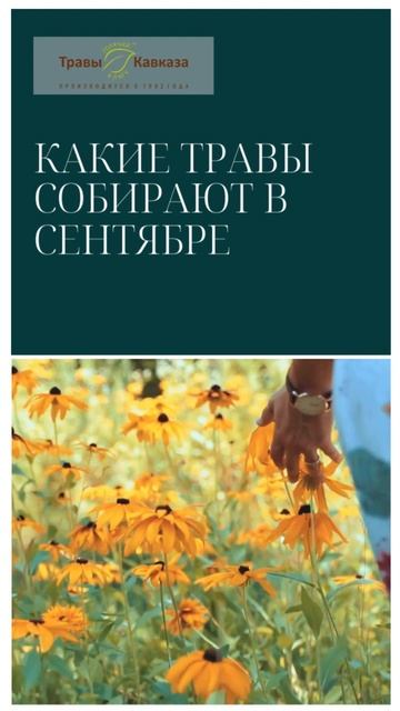 Какие травы собирают в сентябре