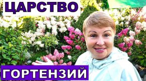 Сама себе завидую в царстве гортензий. Метельчатые любимки