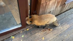 Лиса-Алиса. Как лиса научилась пробираться на кухню