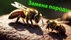 Как сменить породу пчёл и не потерять семью? Личный опыт и методика профессора Кашковского