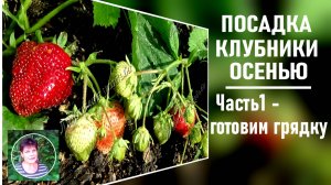 Как  сажать клубнику осенью ЧАСТЬ 1 Готовим грядку под посадку клубники
