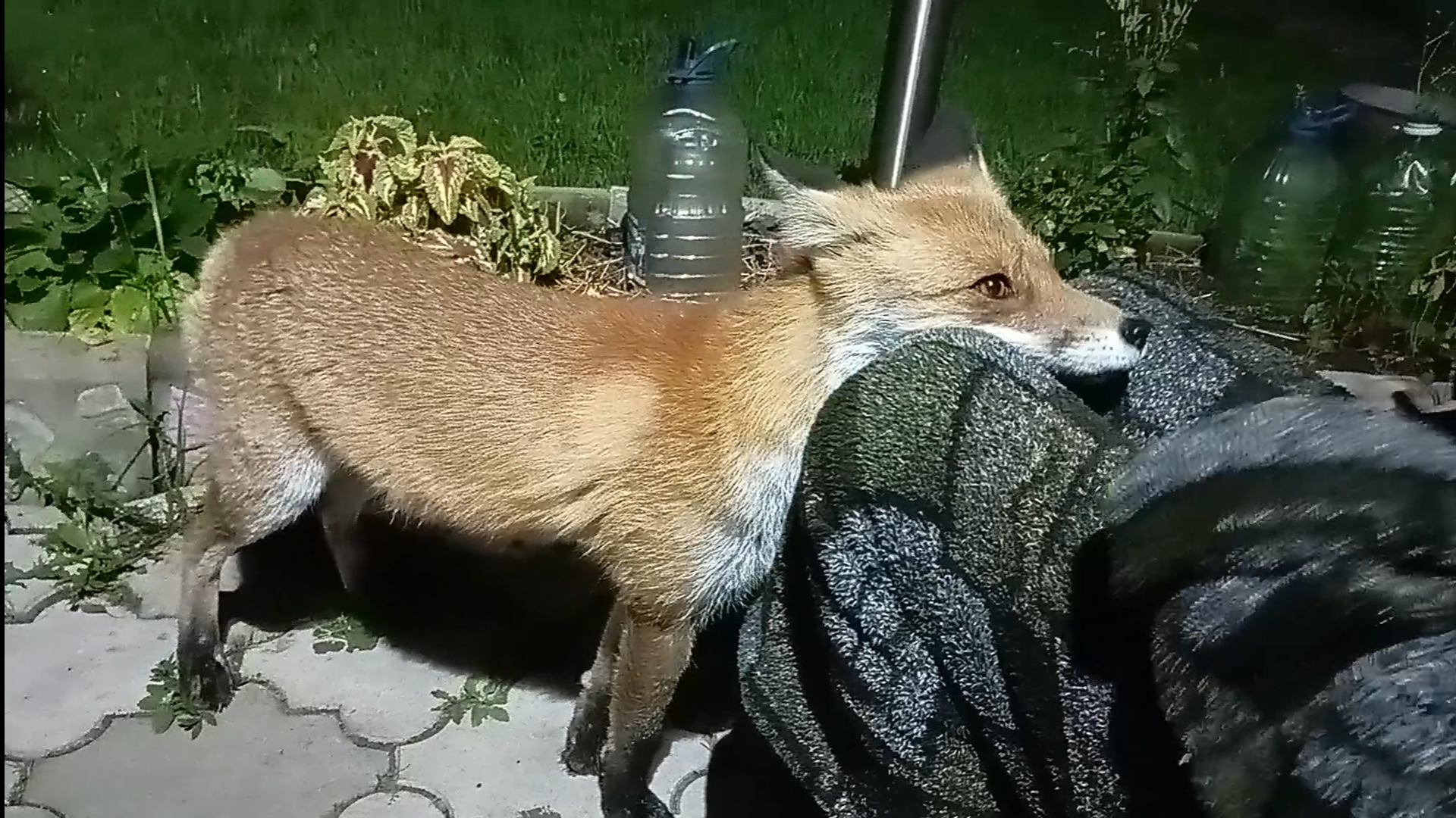 (1108) Лиса приходит в гости. Сентябрь 2025 смотреть онлайн