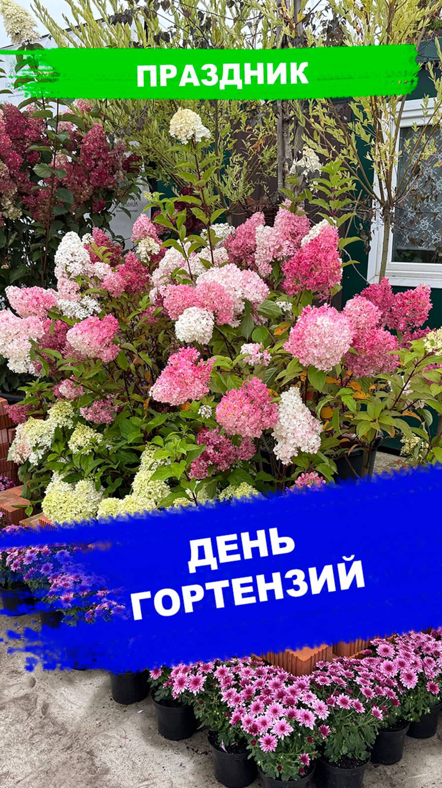 ДЕНЬ ГОРТЕНЗИЙ в Егорьевске смотреть онлайн