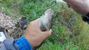 Ловля окуня на поппер в сентябре.