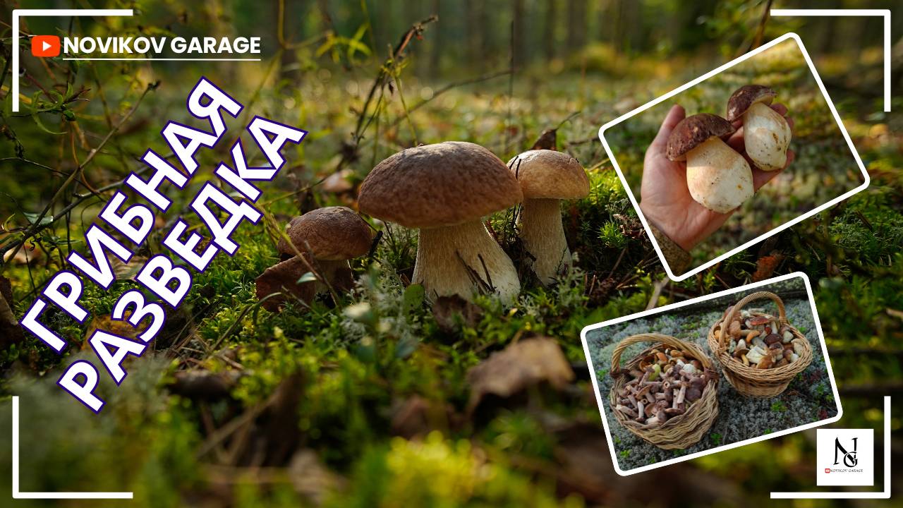 Грибная разведка 06 сентября 2025. Приозерский район.