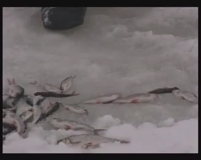 Как перейти на безнасадочный способ зимней ловли Обыкновенной плотвы (Roach) — Rutilus rutilus ? смотреть онлайн