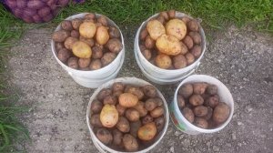 Очень разваристый и потрясающе вкусный сорт картофеля Свитанок Киевский (Киевский рассвет)