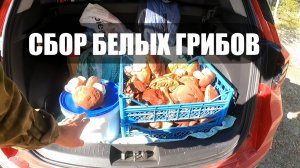 Сбор белых грибов! Собираем чтобы сдать и получить деньги.
