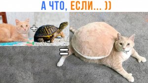 ТЕОРИЯ ПРОИСХОЖДЕНИЯ ЧЕРЕПАХОКОТОВ! ))) Приколы с котами | Мемозг 1661