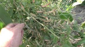 Уборка семян свеклы и редиса