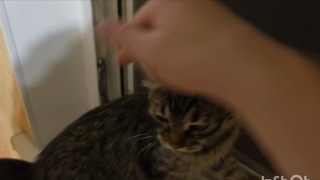 Уже отработала второй день/Киса поцарапала Лилии лицо/Жизнь в Крыму смотреть онлайн