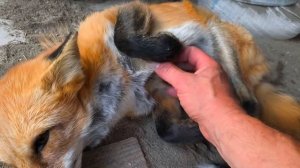 #выходные #лиса #лисята