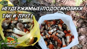 Неудержимые подосиновики так и прут! Видео от Виктории. 07.09.25