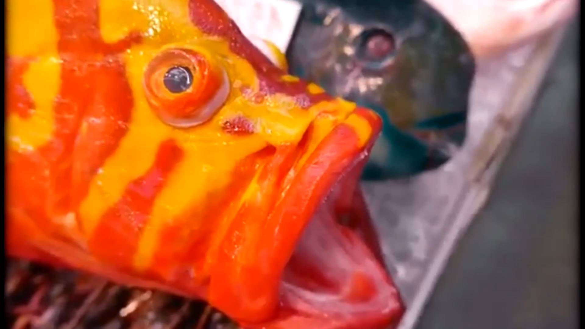 Разделка Очень Красивой Рыбы смотреть онлайн