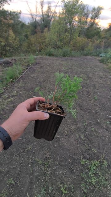 Что выгоднее растить на грядках? Как заработать в огороде? #зеленыйбизнес #доращивание #помидоры # смотреть онлайн