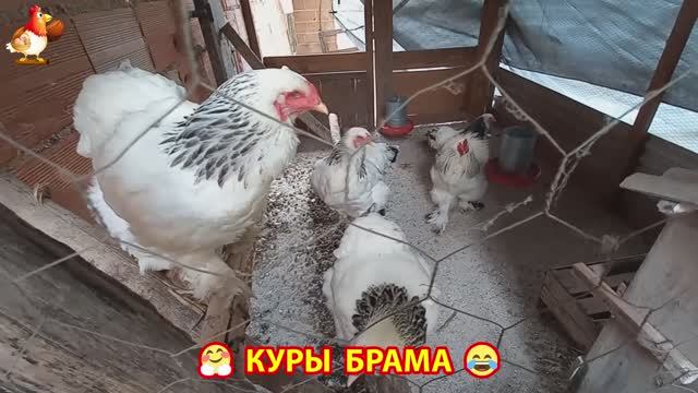 Курочка
