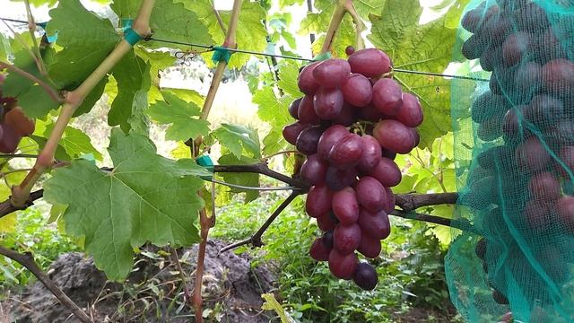 Новокладовский Виноград