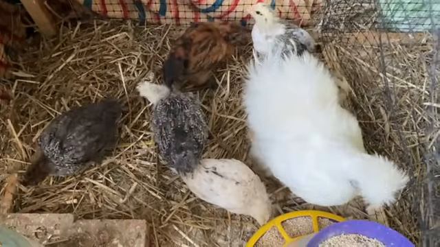 🐓🐓🐓🦃 смотреть онлайн