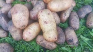 Картофель Лапоть розовый (Сынок розовый). Крупный и вкусный! 2025 год.