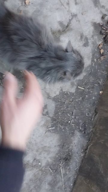 Примирение кота с собакой! смотреть онлайн