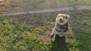 собака друг человека