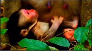 Вероятно роды были непростыми и мама отдыхает  1000032706.mp4