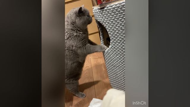 Хозяин в доме кот