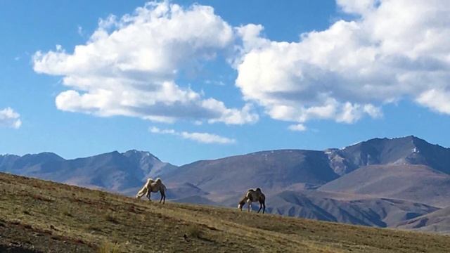 1023. ♫. .Eros Ramazzotti & Cher — “Più che puoi” смотреть онлайн