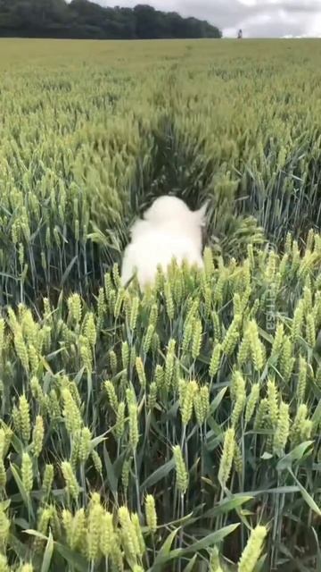 смешные собаки понимающие настроение на весь день