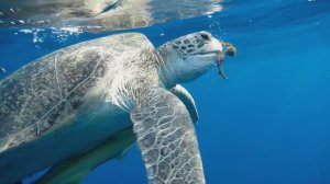 Большая зелёная черепаха. Утро. Релакс. Красное море. Марса-Алам. Бухта Марса-Дабр. Август 2025.