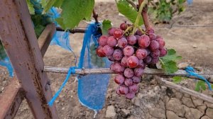 СУПЕР НОВИНКА К-Ш !!! 55-4Т-10 
(Калугин В.М.).