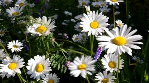 Россиюшка. Исп.: Елена Шевченко.