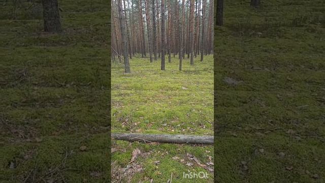 По грибы по ягоды🙂 смотреть онлайн