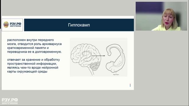 Мозг. Основные структуры и функции